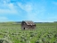 Picture of BARN SCENE III