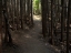 Picture of COUNTRY ROAD PHOTO VI