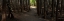 Picture of COUNTRY ROAD PANORAMA VII