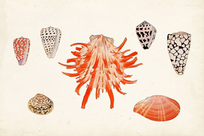 Picture of ANTIQUE SHELL ANTHOLOGY IV