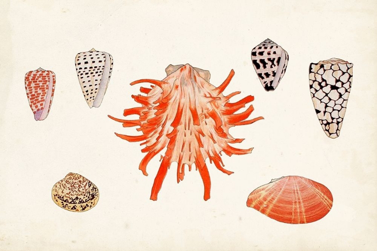 Picture of ANTIQUE SHELL ANTHOLOGY IV