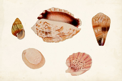 Picture of ANTIQUE SHELL ANTHOLOGY VI