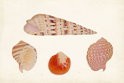 Picture of ANTIQUE SHELL ANTHOLOGY VII
