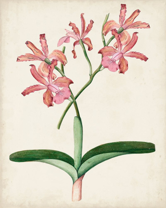Picture of ORCHID PAIR I