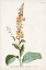 Picture of ALLURING BOTAMICAL II