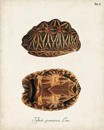 Picture of ANTIQUE TURTLES AND SHELLS I