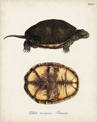 Picture of ANTIQUE TURTLES AND SHELLS II
