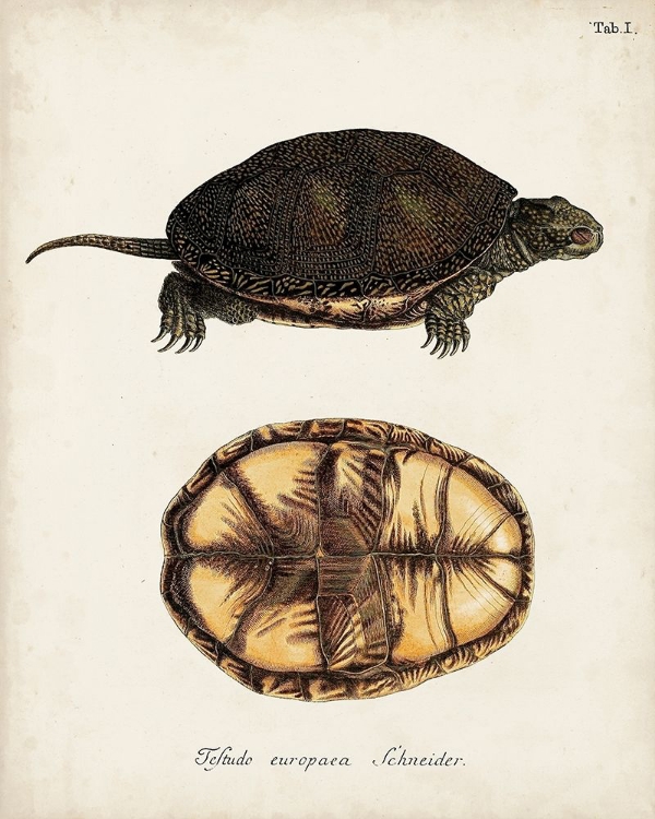 Picture of ANTIQUE TURTLES AND SHELLS II