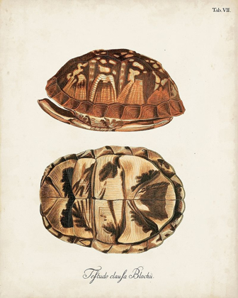 Picture of ANTIQUE TURTLES AND SHELLS III