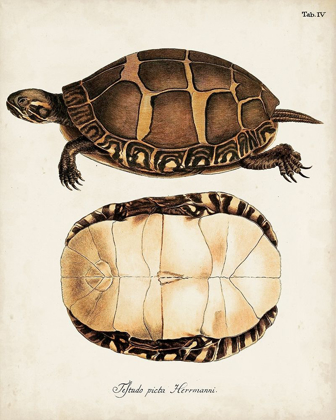 Picture of ANTIQUE TURTLES AND SHELLS IV
