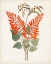 Picture of BOTANICAL OF THE TROPICS II