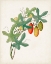 Picture of BOTANICAL OF THE TROPICS III