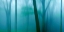 Picture of HARRIMAN WOODS IV