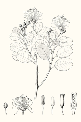 Picture of ILLUSTRATIVE LEAVES I