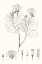 Picture of ILLUSTRATIVE LEAVES I