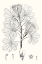 Picture of ILLUSTRATIVE LEAVES II