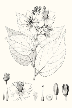 Picture of ILLUSTRATIVE LEAVES III