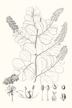 Picture of ILLUSTRATIVE LEAVES IV