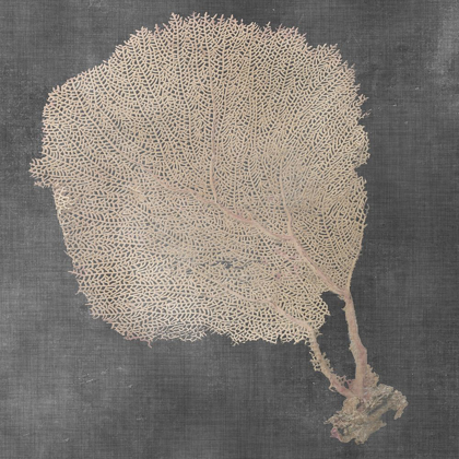 Picture of NATURAL SEA FAN II