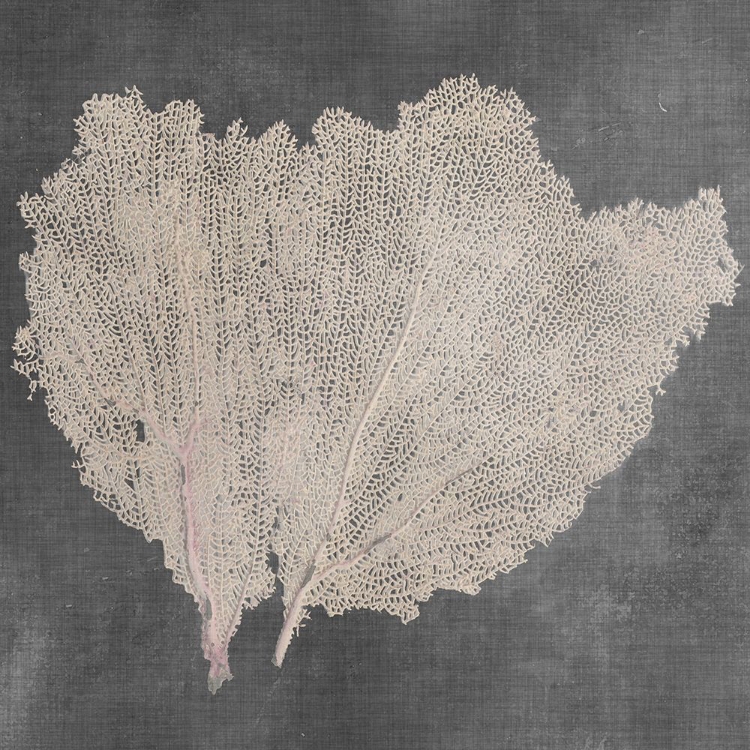 Picture of NATURAL SEA FAN IV