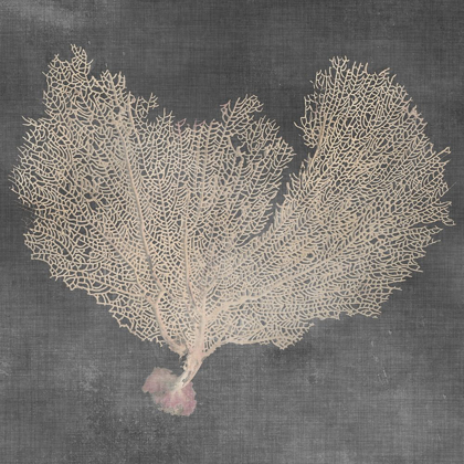 Picture of NATURAL SEA FAN VI