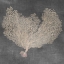Picture of NATURAL SEA FAN VI