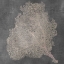Picture of NATURAL SEA FAN VII