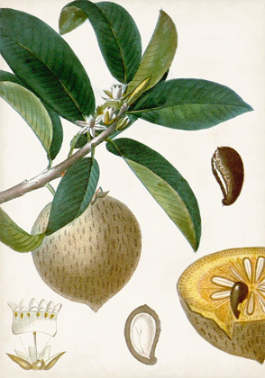 Picture of TURPIN TROPICAL FRUIT I