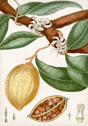 Picture of TURPIN TROPICAL FRUIT II