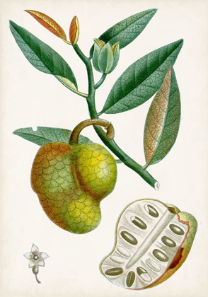 Picture of TURPIN TROPICAL FRUIT III