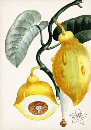 Picture of TURPIN TROPICAL FRUIT IV