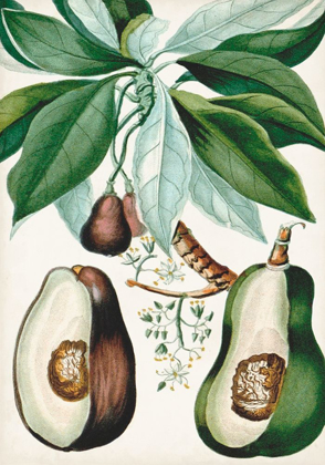 Picture of TURPIN TROPICAL FRUIT V