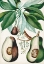 Picture of TURPIN TROPICAL FRUIT V