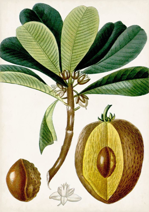 Picture of TURPIN TROPICAL FRUIT VI
