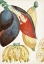 Picture of TURPIN TROPICAL FRUIT VII