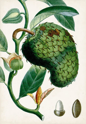 Picture of TURPIN TROPICAL FRUIT VIII