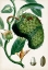 Picture of TURPIN TROPICAL FRUIT VIII