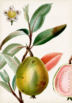 Picture of TURPIN TROPICAL FRUIT IX