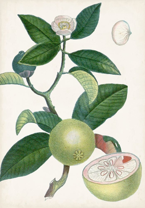 Picture of TURPIN TROPICAL FRUIT XI