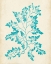 Picture of AQUAMARINE SEAWEED I