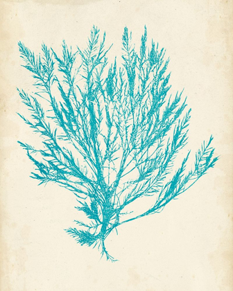 Picture of AQUAMARINE SEAWEED IV