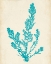 Picture of AQUAMARINE SEAWEED VI