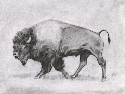 Picture of WILD BISON STUDY II