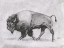 Picture of WILD BISON STUDY II