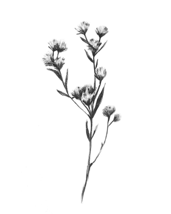 Picture of WILD THISTLE I