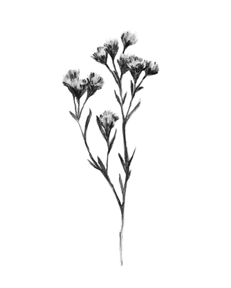 Picture of WILD THISTLE II