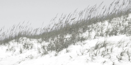 Picture of LUSH DUNES I