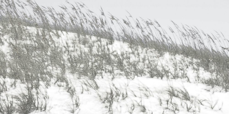 Picture of LUSH DUNES II