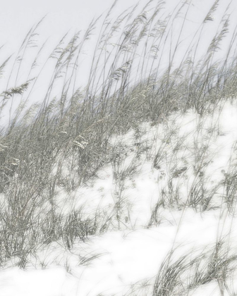 Picture of LUSH DUNES IV