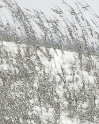 Picture of LUSH DUNES VI